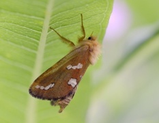 Phymatopus hecta (Gold Swift)