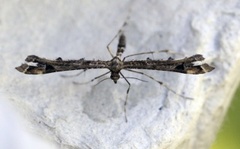 Amblyptilia punctidactyla (Svinerotfjærmøll)