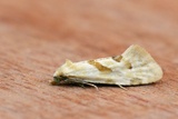 Aethes smeathmanniana (Yarrow Conch)