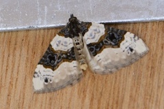 Cosmorhoe ocellata (Øyemåler)