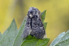 Colocasia coryli (Hasselmunkefly)