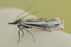 Crambus lathoniellus (Hook-streaked Grass-Veneer)