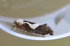 Epiblema foenella (Burotstengelvikler)
