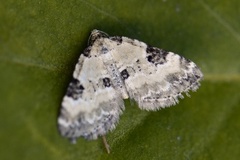 Perizoma blandiata (Flekklundmåler)