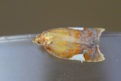 Acleris holmiana (Rød flatvikler)