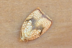 Acleris forsskaleana (Maple Button)