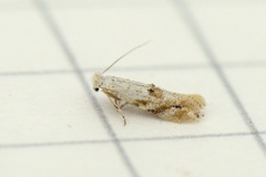 Bucculatrix bechsteinella (Hawthorn Bent-wing)