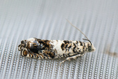Epinotia subocellana (White Sallow Bell)
