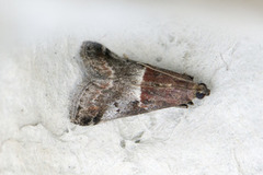 Acrobasis marmorea (Slåpetornsmalmott)