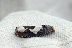 Epiblema foenella (Burotstengelvikler)
