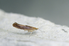Argyresthia albistria (Purple Argent)
