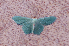 Hemithea aestivaria (Common Emerald)