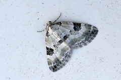 Perizoma blandiata (Flekklundmåler)