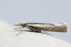 Agriphila inquinatella (Barred Grass-veneer)