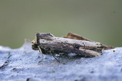 Axylia putris (Dobbeltpunktfly)
