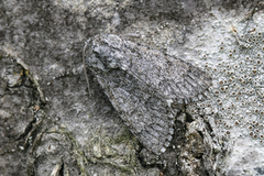 Acronicta euphorbiae (Sweet Gale Moth)