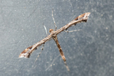 Amblyptilia acanthadactyla (Lyngfjærmøll)