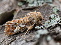 Pine Beauty Moth (flammea)