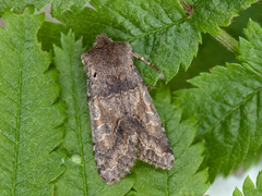 Hebrew Character (gothica)