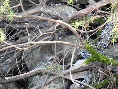 Field vole (Microtus agrestis)