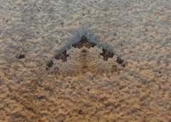 Xanthorhoe fluctuata (Garden Carpet)
