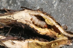 Hydraecia micacea (Rosy Rustic)