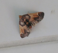 Pyralis farinalis (Meal Moth)