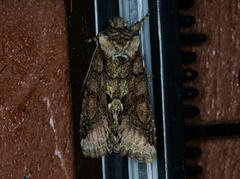 Allophyes oxyacanthae (Green-brindled Crescent)