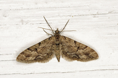 Eupithecia lanceata (Spissvingedvergmåler)