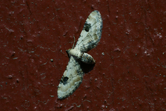 Eupithecia centaureata (Lime-speck Pug)