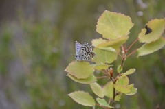Scolitantides orion (Chequered Blue)