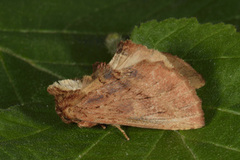 Ptilodon capucina (Kameltannspinner)