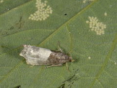 Notocelia cynosbatella (Hagerosevikler)