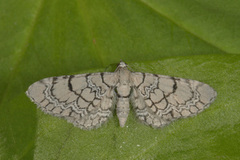 Eupithecia venosata (Marmordvergmåler)