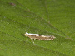 Argyresthia pruniella (Kirsebærmøll)