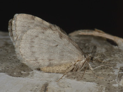 Epirrita autumnata (Autumnal Moth)