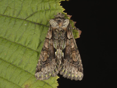 Allophyes oxyacanthae (Green-brindled Crescent)