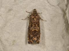 Enarmonia formosana (Cherry Bark Moth)
