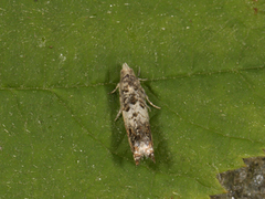Epinotia subocellana (Øyekveldvikler)