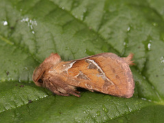 Triodia sylvina (Orange Swift)