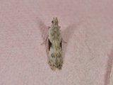 Hypatima rhomboidella (Square-spot Crest)