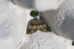 Hydriomena furcata (Seljebuskmåler)
