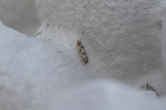 Mompha sturnipennella (Kentish Cosmet)