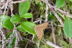 Macaria brunneata (Brun buemåler)