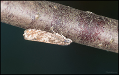 Ancylis unguicella (Røsslyngsigdvikler)