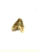Oligia latruncula (Tawny Marbled Minor)