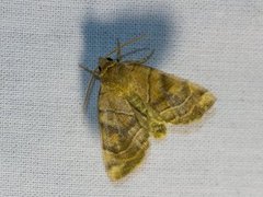 Cosmia trapezina (Gult rovfly)