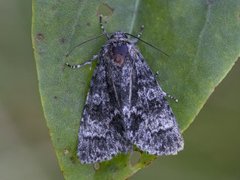 Acronicta megacephala (Poplar Grey)