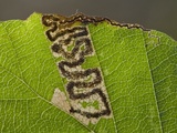 Stigmella tityrella (Small Beech Pygmy)