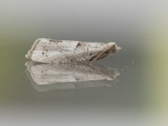 Epinotia bilunana (Hvit kveldvikler)